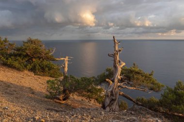 Karadeniz kıyısındaki kayalıklarda tek başına bir çam ağacı. Uçurumun kenarındaki muhteşem yaşlı çam ağacı akşam vakti denizin arka planında. 