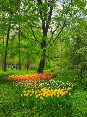 Baharda renkli lalelerle çiçek tarhının dikey görüntüsü. Bahçe düzenleme, bahar parkı. Eczacılık bahçesi, Moskova Devlet Enstitüsü Botanik Bahçesi.