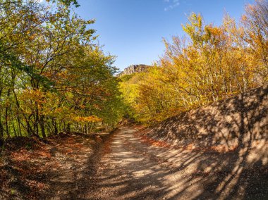 Sonbahar ormanlarında yol bomboş. Sonbahar yaprakları dökülüyor.