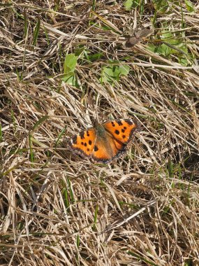 Kış boyunca uzanan ilk kelebek Nymphalis Xanthomelas solmuş çimenlerin üzerinde dinlenir. Dikey görünüm.