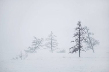 Yumuşak odaklanma. Soyut minimalist kış manzaraları, kar fırtınasında çıplak ağaç siluetleri.. 