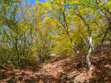 Ağaçları süsleyen turuncu ve sarı yapraklarla dolu bir sonbahar ormanının içinden geçen gölge yolu. Güneş ışığı süzülüyor, huzur dolu çevreyi aydınlatıyor.. 