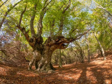 Gölge Kayın Ormanı. Demerdzhi dağları boyunca patikada sonbahar ağaçları var. Kırım