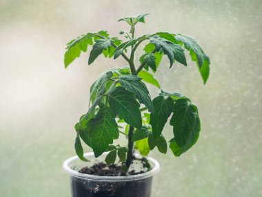 Domates fideleri tencerelere saklanır. Sebze tarımı.