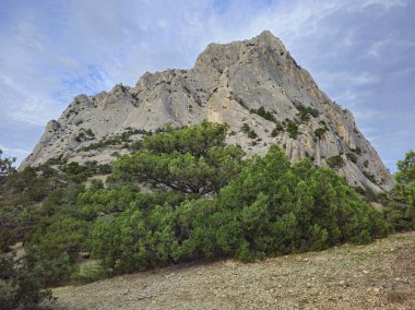 Yüksek uçlu bir kayanın yanındaki ardıç ağacı. Kırım Yarımadası 'ndaki Ardıç Korusu Doğa Koruma Alanı