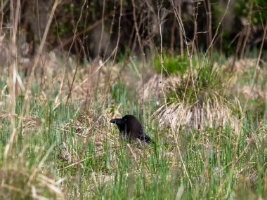 Uzun otların arasından bir bebek karga dikizliyor. Kara kuzgun kameraya bakar ve çayırda poz verir..