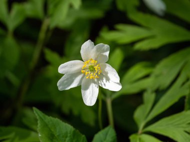Beyaz bir Anemone otlağının yakınında. Anemone nemorosa - Anemone ya da güneşli ormanda rüzgâr çiçeği.