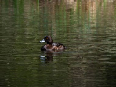 Dişi ördek gölette yüzüyor. Uluslararası Kuşlar Günü kavramı.