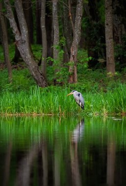 Güzel Gri Balıkçıl yeşil çimlerin üzerinde bir orman gölünde. Vahşi balıkçıllar. Dikey görünüm. 