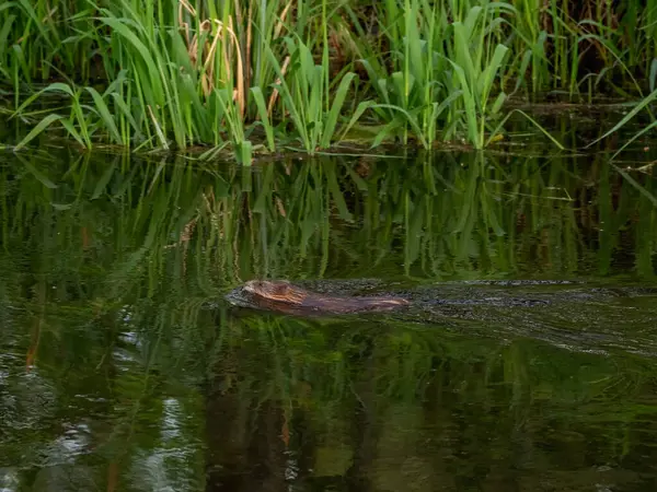 Bir misk faresi gölün kıyısında yüzer..