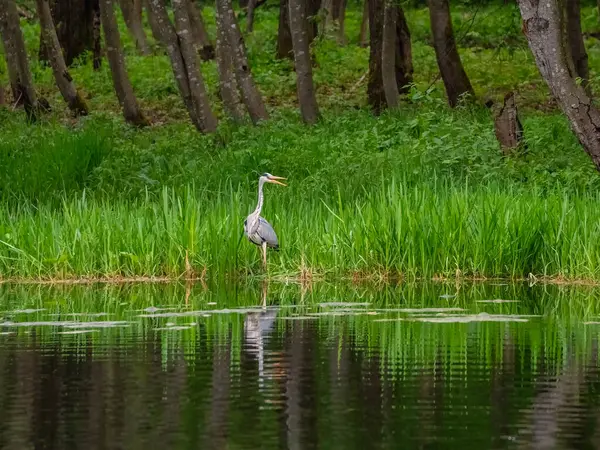 Yeşil çimenlikteki bir orman gölünde zarif bir gri balıkçıl. Vahşi balıkçıllar. Uluslararası Kuşlar Günü kavramı.