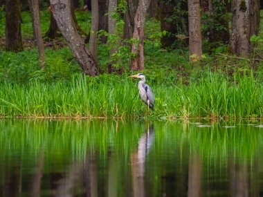 Yeşil çimenlikteki bir orman gölünde zarif bir gri balıkçıl. Vahşi balıkçıllar. Uluslararası Kuşlar Günü kavramı.