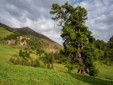Yeşil bir dağ yamacında kudretli bir sedir ağacı. Doğal dağ manzarası manzarası. Sibirya yaz manzarası.