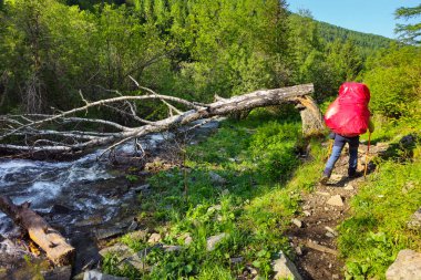 Sırtından tanınmayan erkek turist, büyük kırmızı bir sırt çantasıyla dağ nehri boyunca bir patika boyunca yürüyor ve kasırgadan sonra kırık bir huş ağacı..