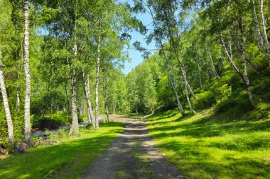 Ormanda Birch Sunny Caddesi. Altai Bölgesi, yaz zamanı. Huş ağacının içinden geçen yol..