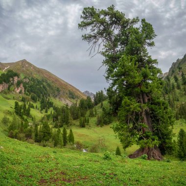 Yeşil çimlerin üzerinde eski sedir ağaçları olan inanılmaz yağmurlu dağ ormanları. Doğal yaz dağı manzarası. Kare görünüm.