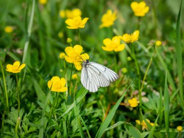 Sarı bir çiçekte Hawthorn Kelebeği. Güzel kelebek nektar içer. Güneşli bir gün, makrofotoğrafçılık, seçici odaklanma.