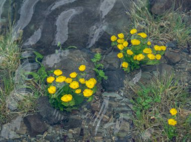 Bataklık kadife çiçekleri buzullu su altında çiçek açar. İlkbaharda dağlarda, buzullar eridikten sonra, çayırlar çiçeklerle dolup taşar. Altai. Üst görünüm.