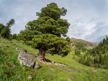 Yeşil bir dağ yamacında asırlık bir sedir ağacı. Terektinsky tepesi, Altai.