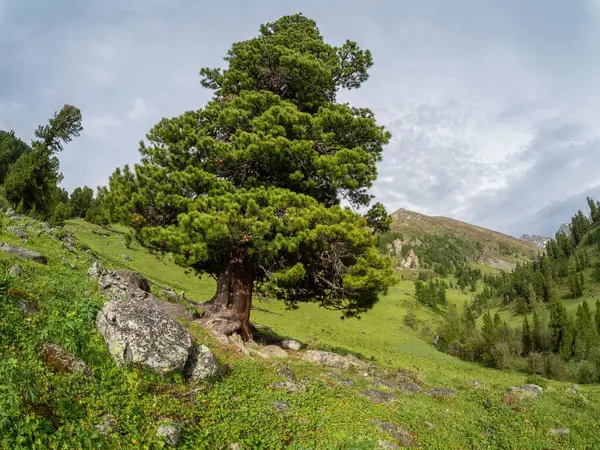 Yeşil bir dağ yamacında asırlık bir sedir ağacı. Terektinsky tepesi, Altai.