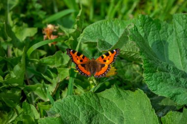Sibirya 'nın Altai Bölgesi' nde çekilen yaprağın üzerindeki küçük kaplumbağa kabuğu kelebeği.. 
