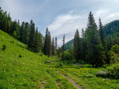 Güneşli yeşil bir dağ vadisinde yürüyüş yapmak. Atmosferik minimalist alp manzarası ve dağlık arazideki ormanlar arasında patika. 