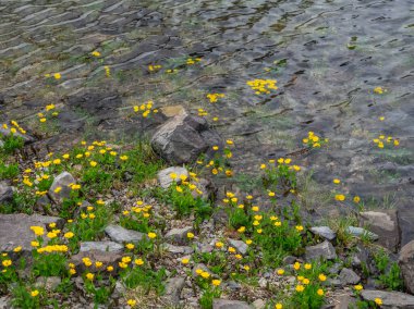 Bataklık kadife çiçekleri buzullu su altında çiçek açar. İlkbaharda dağlarda, buzullar eridikten sonra, çayırlar çiçeklerle dolup taşar. Altai.. 