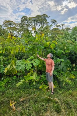 Büyük bir yaban domuzu çalısının yanında duran bir adam. Zehirli bir bitki. Dikey görünüm. 