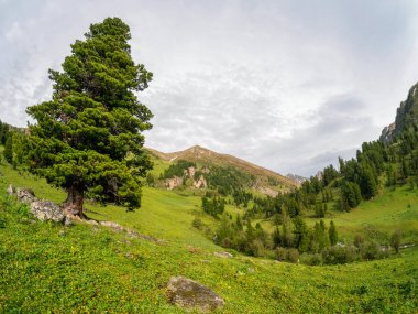Güçlü sedir ağacı dağın yamacında yetişir. Sedir ağacı kayalarda yetişir. Vahşi doğa ormanlarının parlak arka planı. 