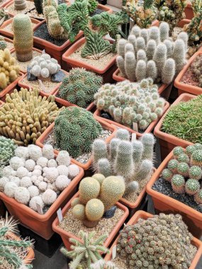 Kapalı bahçe. Kaktüs ve lezzet koleksiyonu. Çeşitli kaktüslü sera. Lezzetli ve kurak iklim bitkisi koleksiyonu olan cam ev, dikey görünüm. 