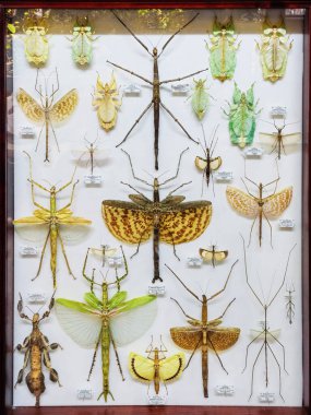 Moskova, Rusya - Mayıs, 06, 2024 Apothecary Garden 'dan kurutulmuş doğal lamba böcekleri koleksiyonu. Biyoloji müzesinde sıkışmış böcekler. Zoolojik arkaplan. 