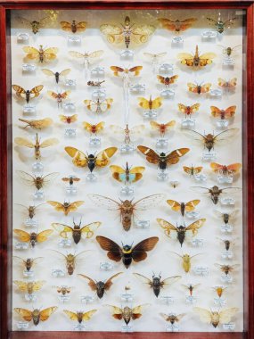 Moskova, Rusya - Mayıs, 06, 2024 Apothecary Garden 'dan kurutulmuş doğal lamba böcekleri koleksiyonu. Biyoloji müzesinde sıkışmış böcekler. Zoolojik arkaplan