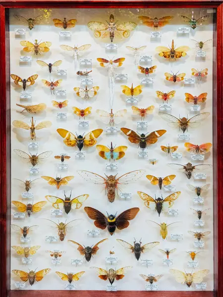 Moskova, Rusya - Mayıs, 06, 2024 Apothecary Garden 'dan kurutulmuş doğal lamba böcekleri koleksiyonu. Biyoloji müzesinde sıkışmış böcekler. Zoolojik arkaplan