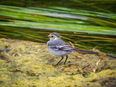 Genç beyaz kuyruklu ya da bataklık nehrindeki Motacilla Alba. Tüylü beyaz kuyruk kameraya poz veriyor. Uluslararası Kuşlar Günü kavramı.
