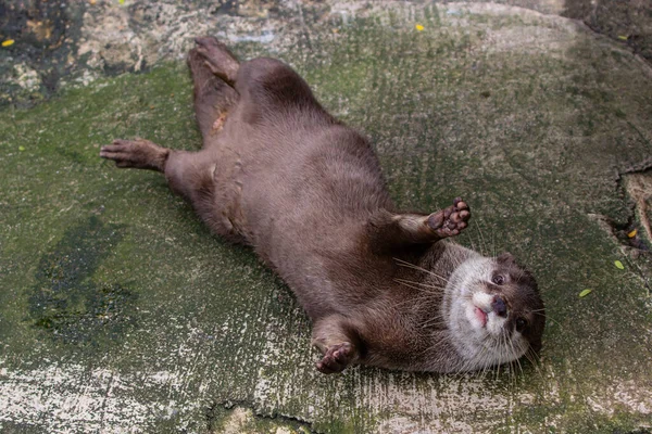 Cute relaxing Smooth-coated otter (Lutrogale perspicillata)