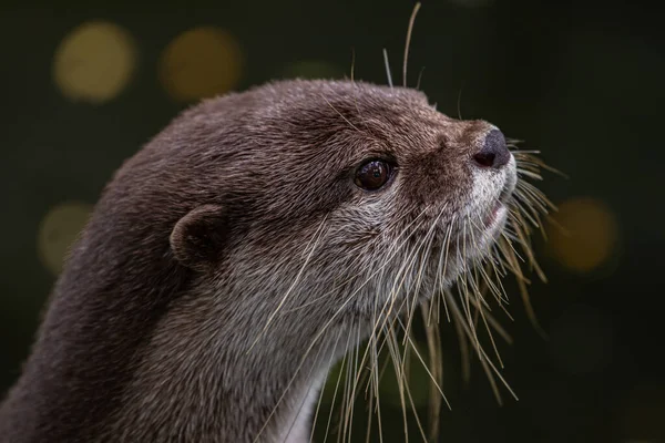 Cute Smooth coated otter (Lutrogale perspicillata) portrait