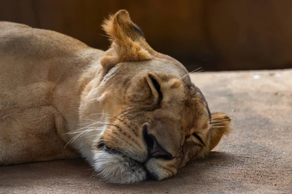 Female lion sleeping on the floor