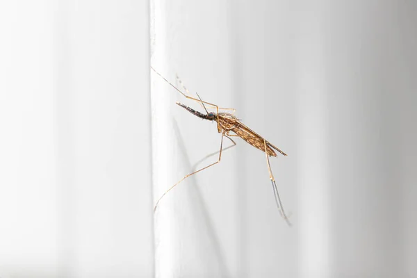 Πλευρική Όψη Κλεισίματος Anopheles Spp Mosquito Φορέας Ελονοσίας Από Νοτιοανατολική Εικόνα Αρχείου