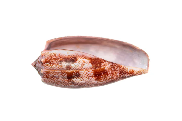 지리적 Conus Geographus 달팽이 인도양에서 인간을 수있는 달팽이 Apertural View — 스톡 사진