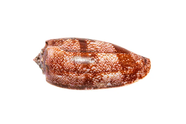 지리적 Conus Geographus 달팽이 태평양에서 인간을 수있는 달팽이 Abapertural View — 스톡 사진