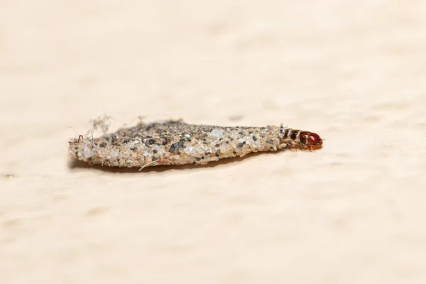 Closeup Bagworms Tineidae Asie Sud Est — Photo