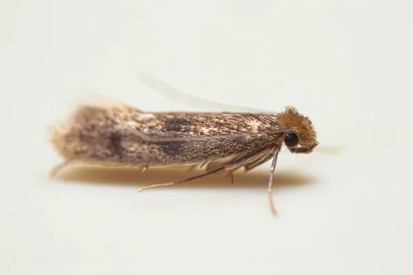 Closeup Clothes Moth Tineidae Southeast Asia — Foto de Stock