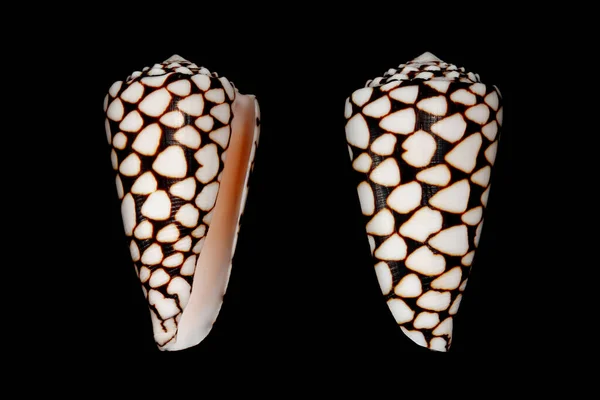 대리석 Conus Marmoreus 달팽이는 태평양 바다에서 인간을 수있는 달팽이입니다 — 스톡 사진