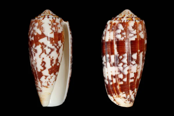 스트라이트 Pionoconus Conus Striatus 달팽이는 태평양 바다에서 인간을 수있는 달팽이입니다 — 스톡 사진