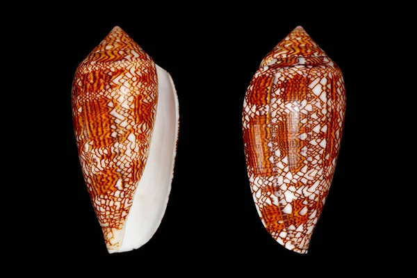 실린더 달팽이의 피복은 태평양 바다에서 인간을 달팽이입니다 — 스톡 사진