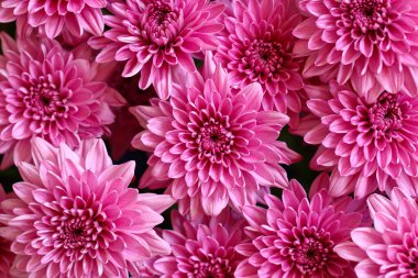 Kapalı pembe kasımpatı çiçeği arkaplanı