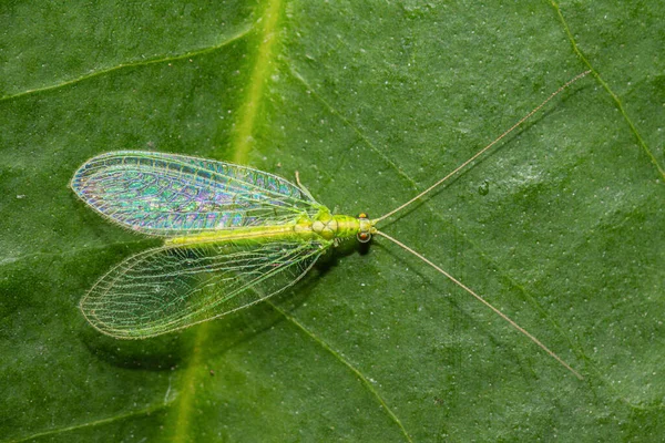 クローズアップグリーンレースウィング クリソパ ミシェバサリス 緑の葉の背景の害虫コントロール — ストック写真
