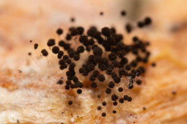 High magnification black fungus colony on cacao seed clipart
