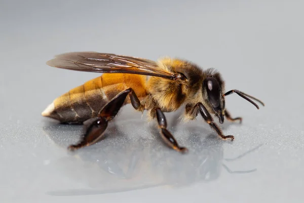 Κοντινό Πλάνο Γιγάντια Μέλισσα Ροκ Μέλισσα Apis Dorsata Από Νοτιοανατολική Εικόνα Αρχείου