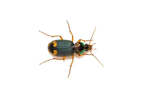Beautiful Ground Beetle Chlaenius Pachydinodes Thailand Southeast Asia Imágenes De Stock Sin Royalties Gratis